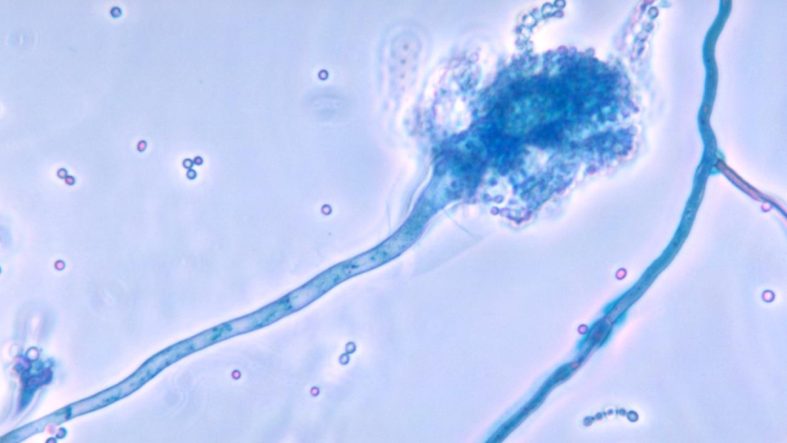 Son araştırma: Küresel ısınma ölümcül mantar hastalığını yayabilir