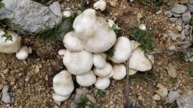 Erzincan'da Doğal Olarak Yetişen Çaşır Mantarı: Kilosu bin 250 TL